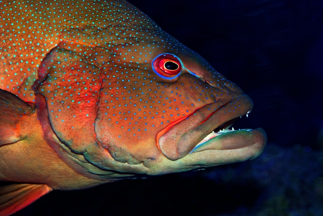 25 wichtige Fragen zu Welche Fische Im Süßwasseraquarium?