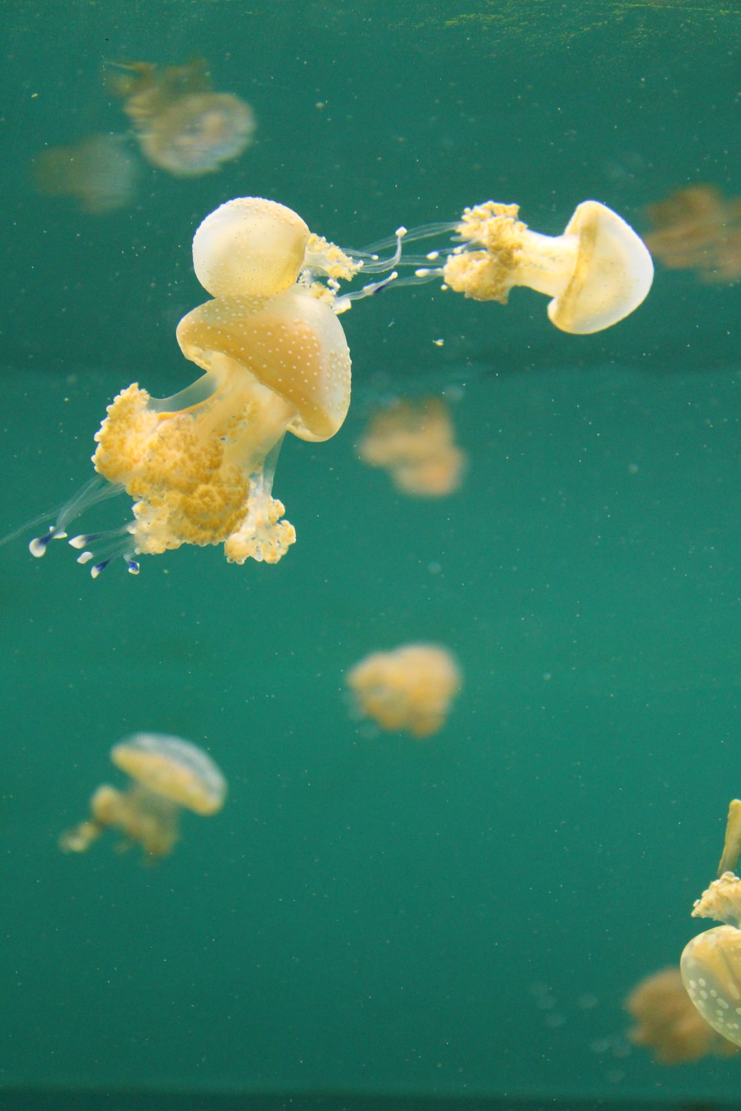 25 wichtige Fragen zu Wie Lange Lebt Ein Oktopus Weibchen?