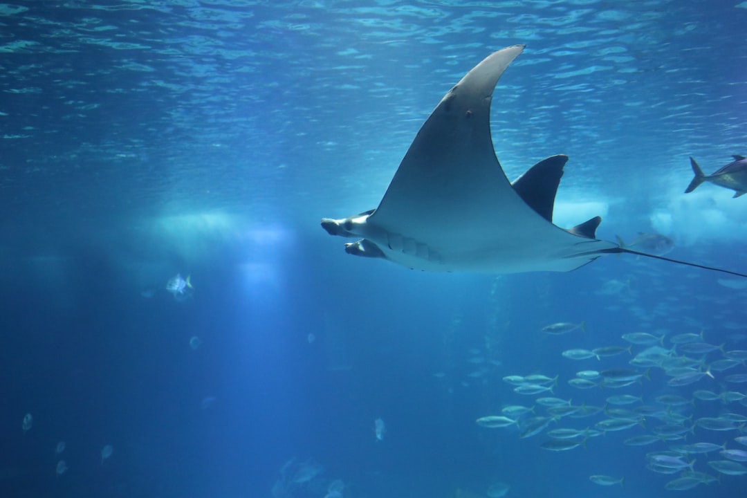 25 wichtige Fragen zu Piranhas Für Aquarium