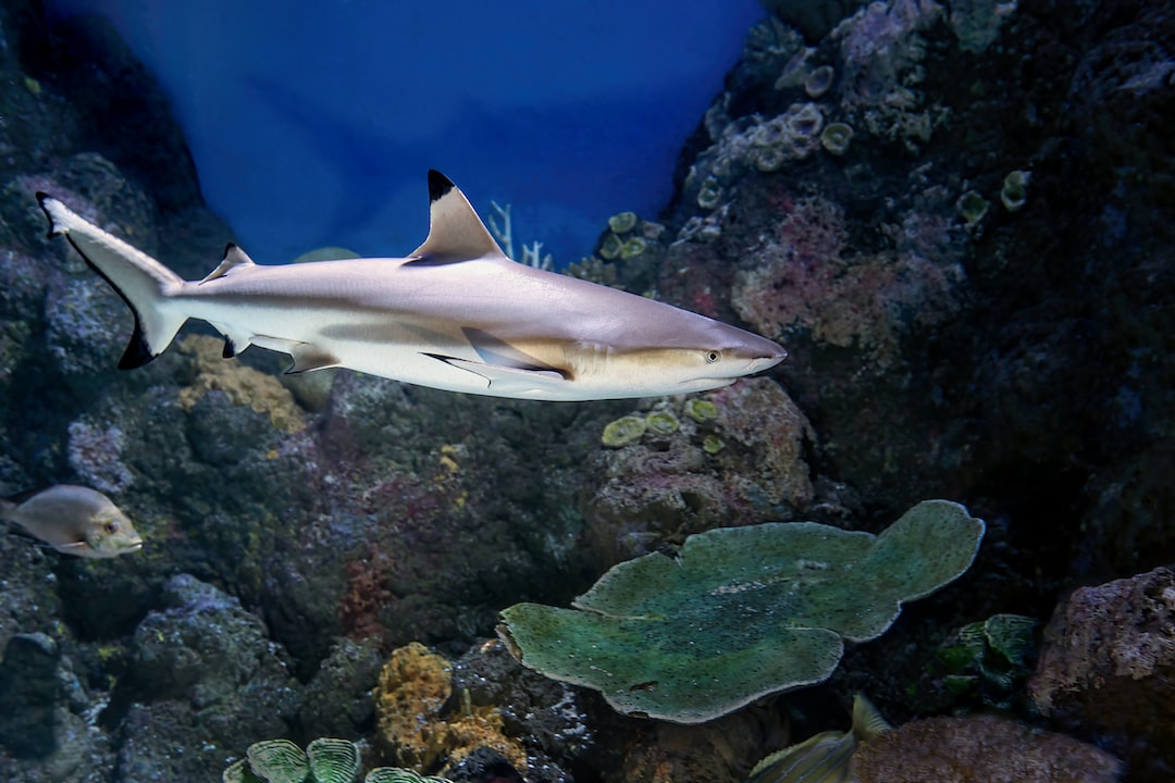 25 wichtige Fragen zu Aquarium Discount