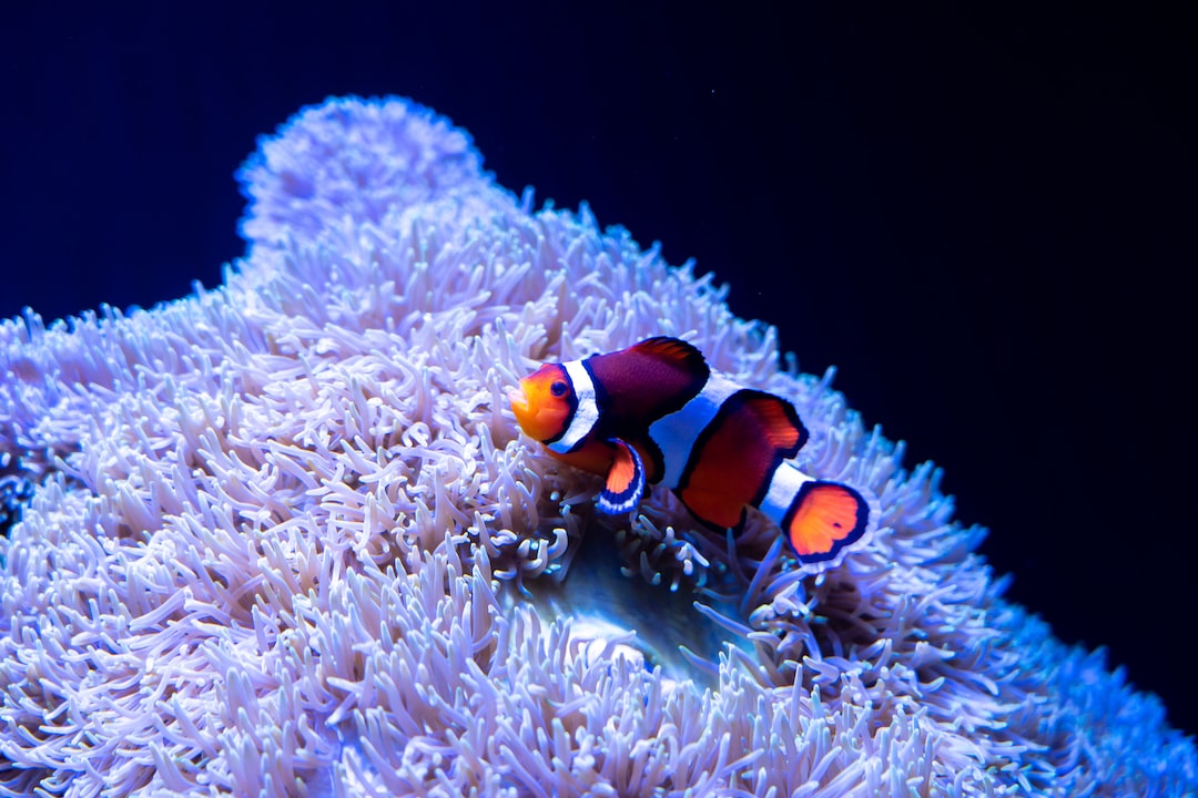 25 wichtige Fragen zu Punktalgen Aquarium