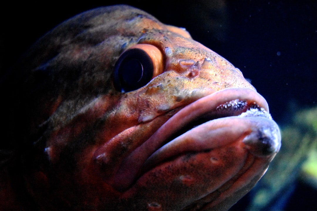 25 wichtige Fragen zu Algenteppich Im Aquarium