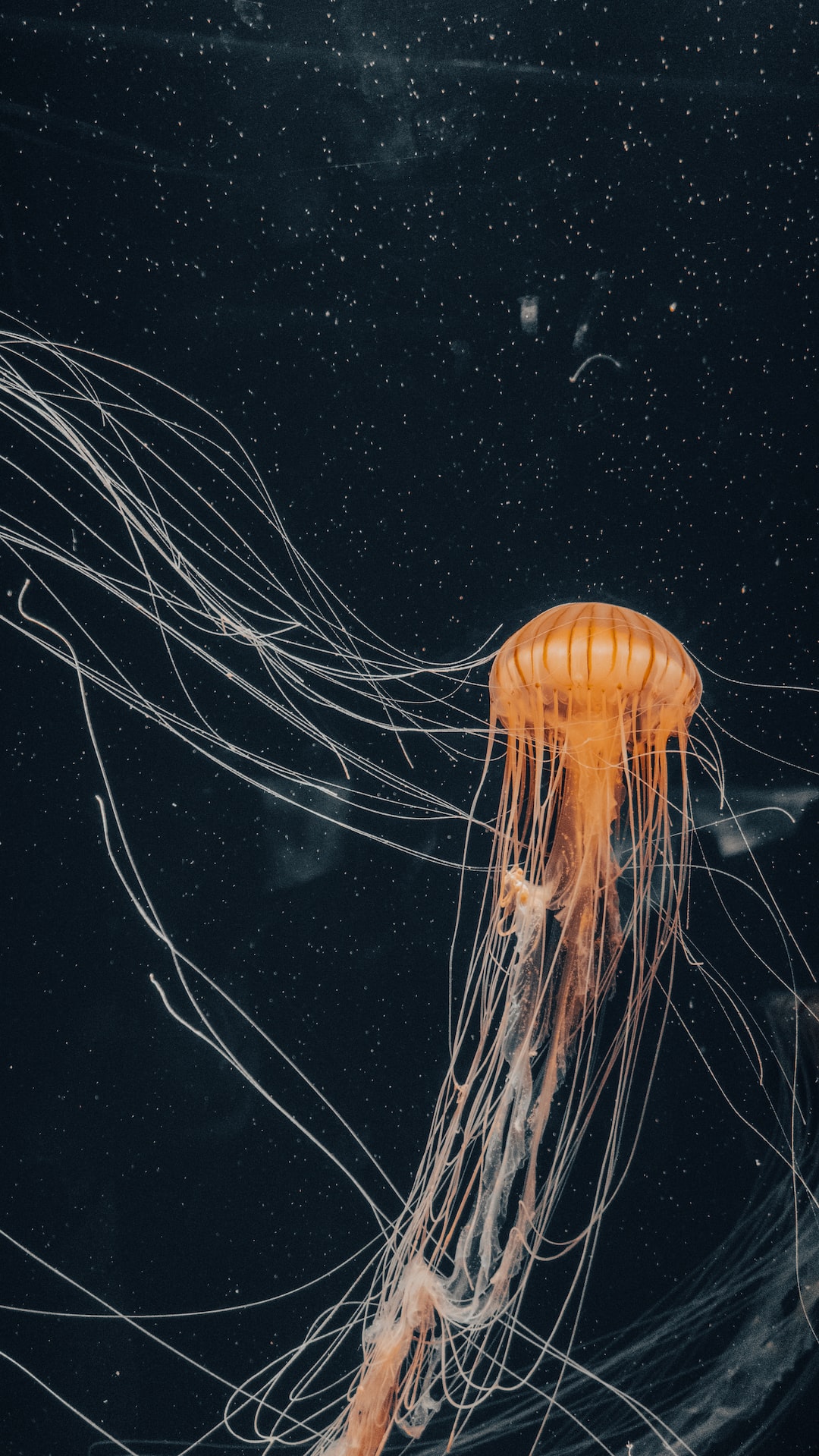 25 wichtige Fragen zu Aquarium Einrichten Planer
