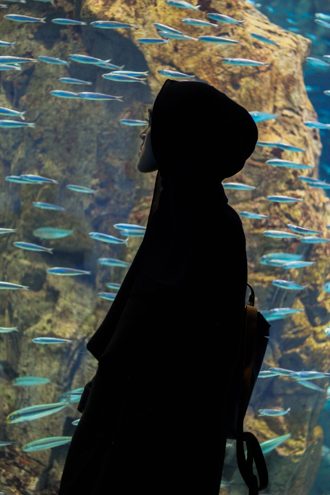 25 wichtige Fragen zu Umziehen Mit Aquarium