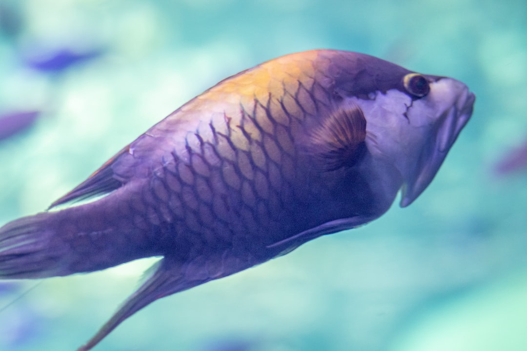 25 wichtige Fragen zu Schmerle Aquarium