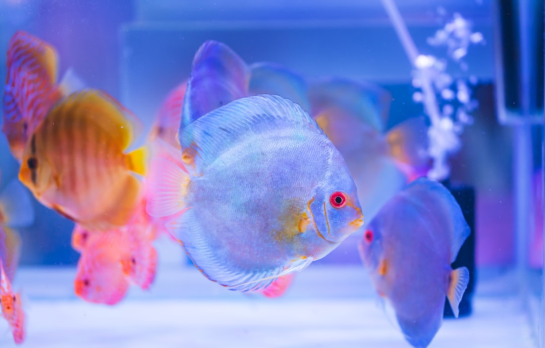 25 wichtige Fragen zu Was Ist Der No2 Wert Im Aquarium?