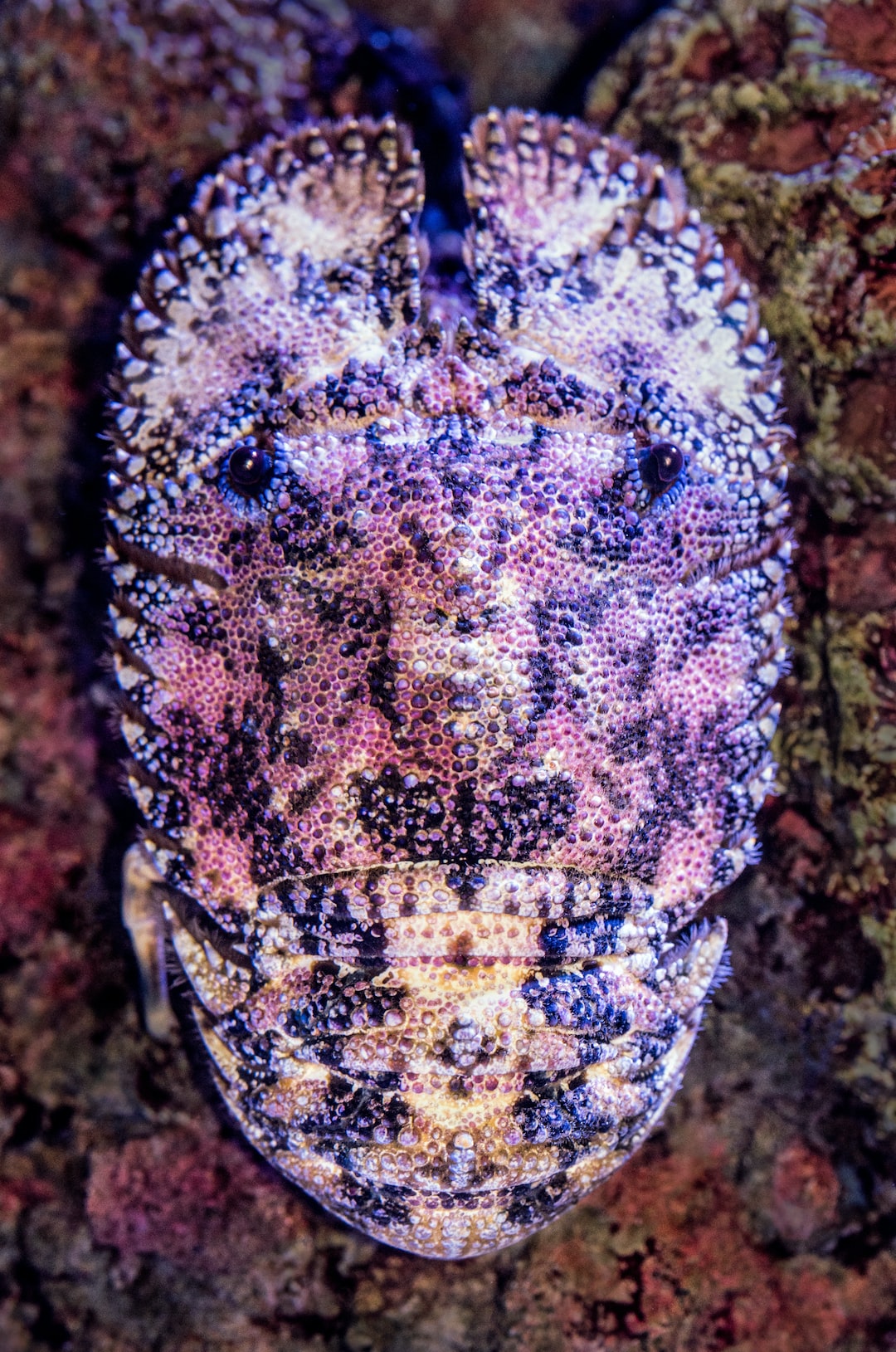 25 wichtige Fragen zu Woher Kommen Würmer Im Aquarium?