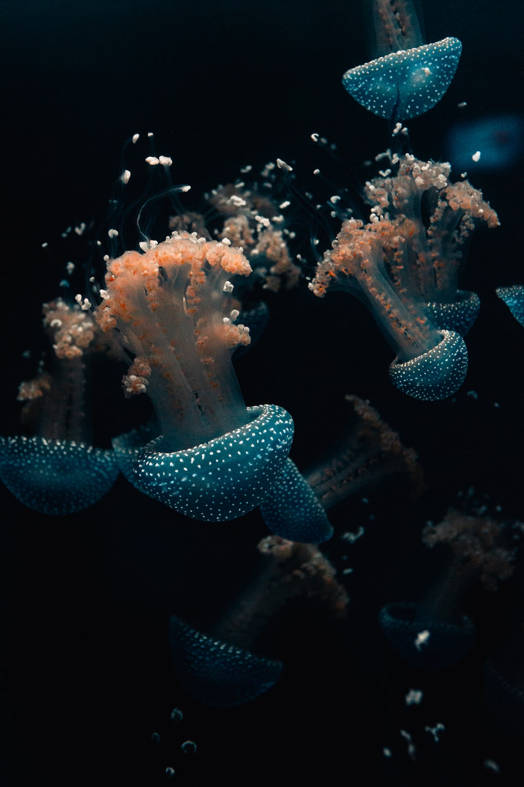 25 wichtige Fragen zu Led Aquarium Beleuchtung 80 Cm