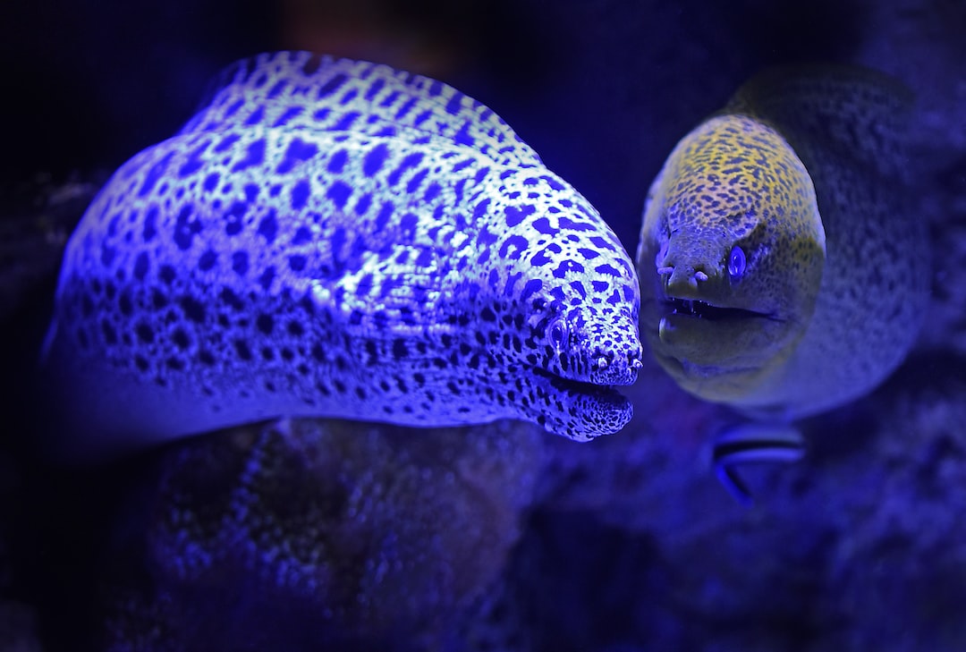 25 wichtige Fragen zu Welche Steine Eignen Sich Für Das Aquarium?
