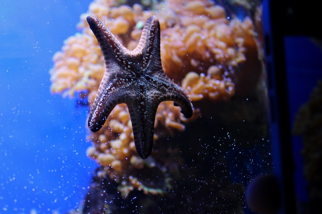 25 wichtige Fragen zu Wie Groß Muss Ein Diskus Aquarium Sein?