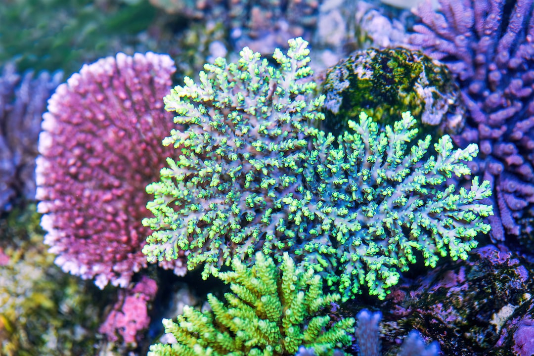 25 wichtige Fragen zu Uvc Klärer Aquarium Innenfilter