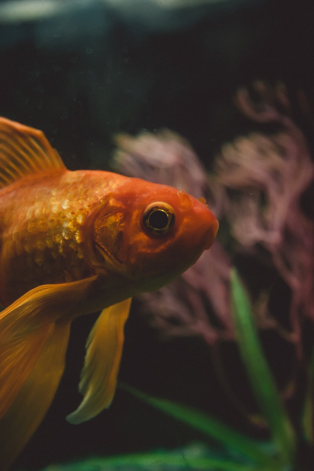 25 wichtige Fragen zu Warum Schwimmen Fische Im Aquarium Immer Hoch Und Runter