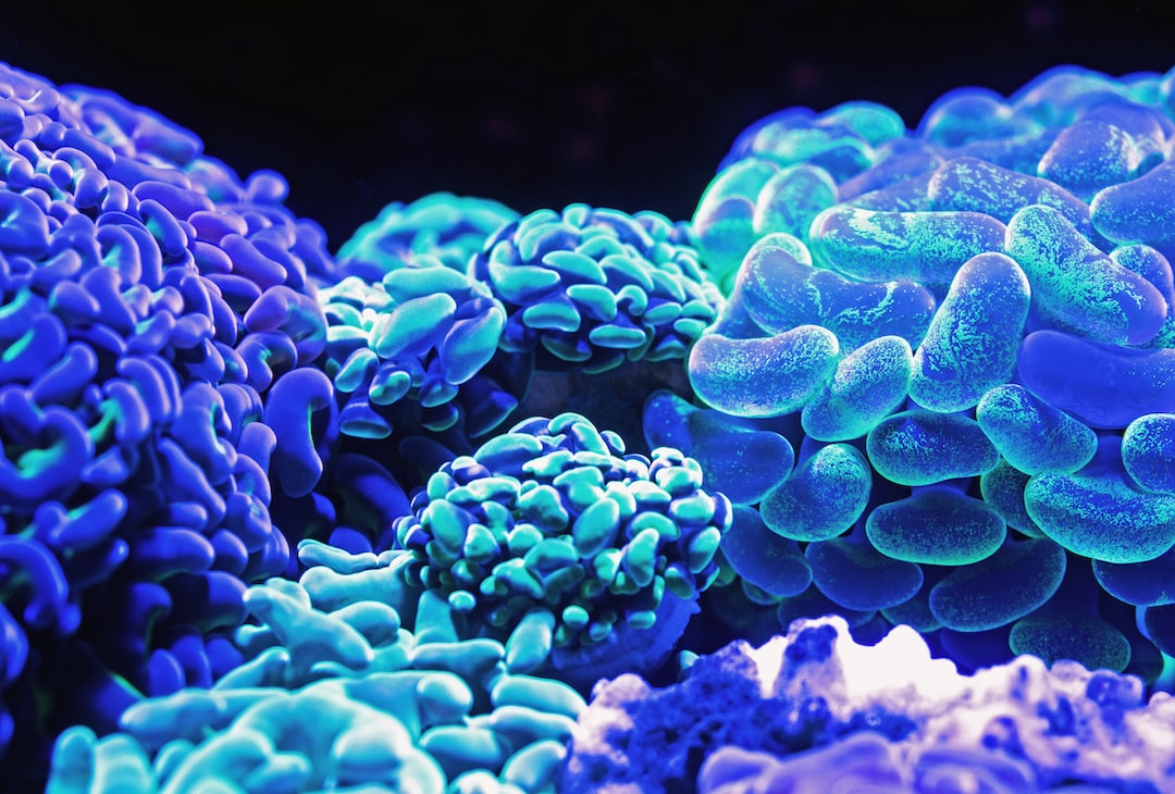 25 wichtige Fragen zu Welche Garnelen Im Nano-Becken?