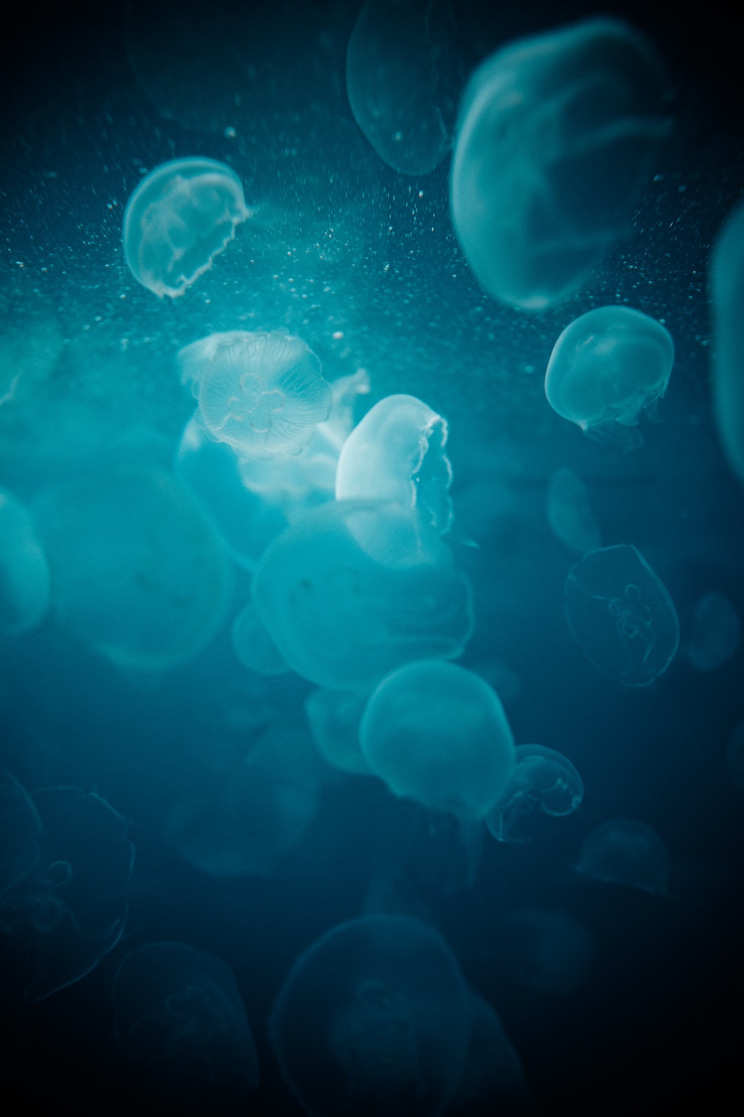 25 wichtige Fragen zu Wie Oft Reinigt Man Einen Aquarium Filter?