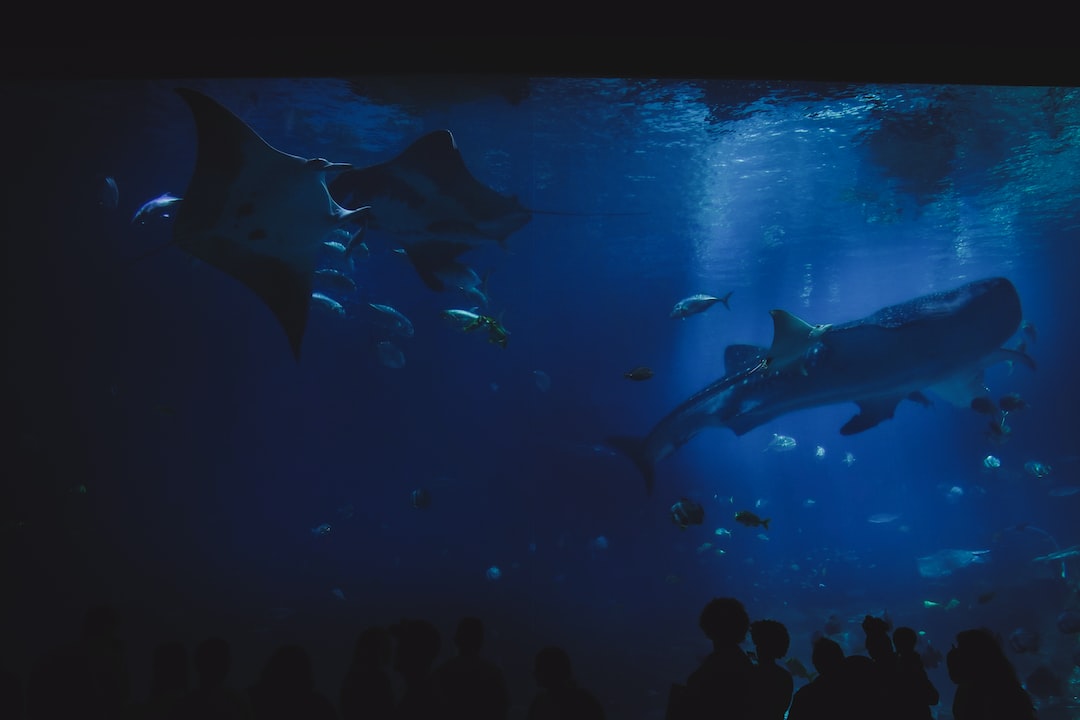 Aquarium 120 Cm