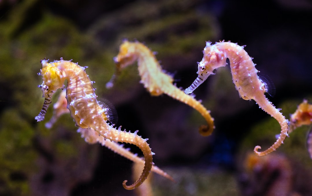 25 wichtige Fragen zu Reinigung Aquarium