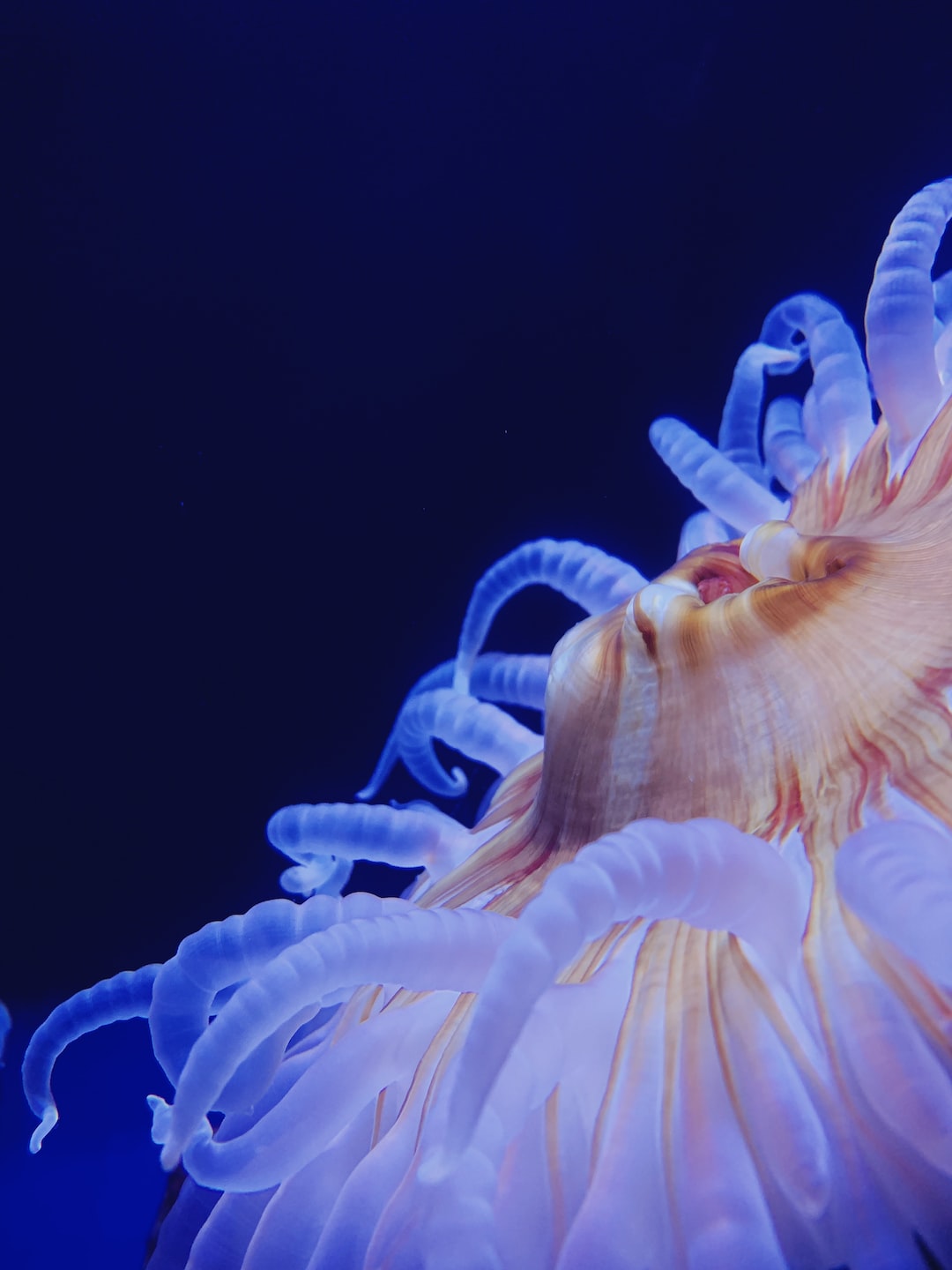 25 wichtige Fragen zu Rgb Aquarium Beleuchtung