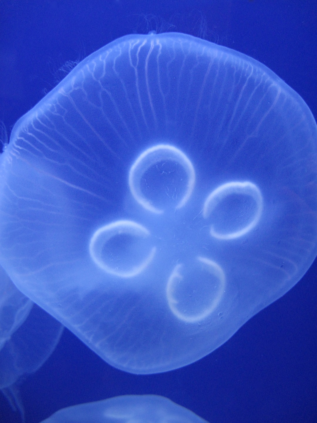 25 wichtige Fragen zu Meerwasser Aquarium Korallen