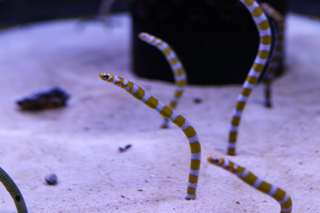 25 wichtige Fragen zu Tubifex Im Aquarium