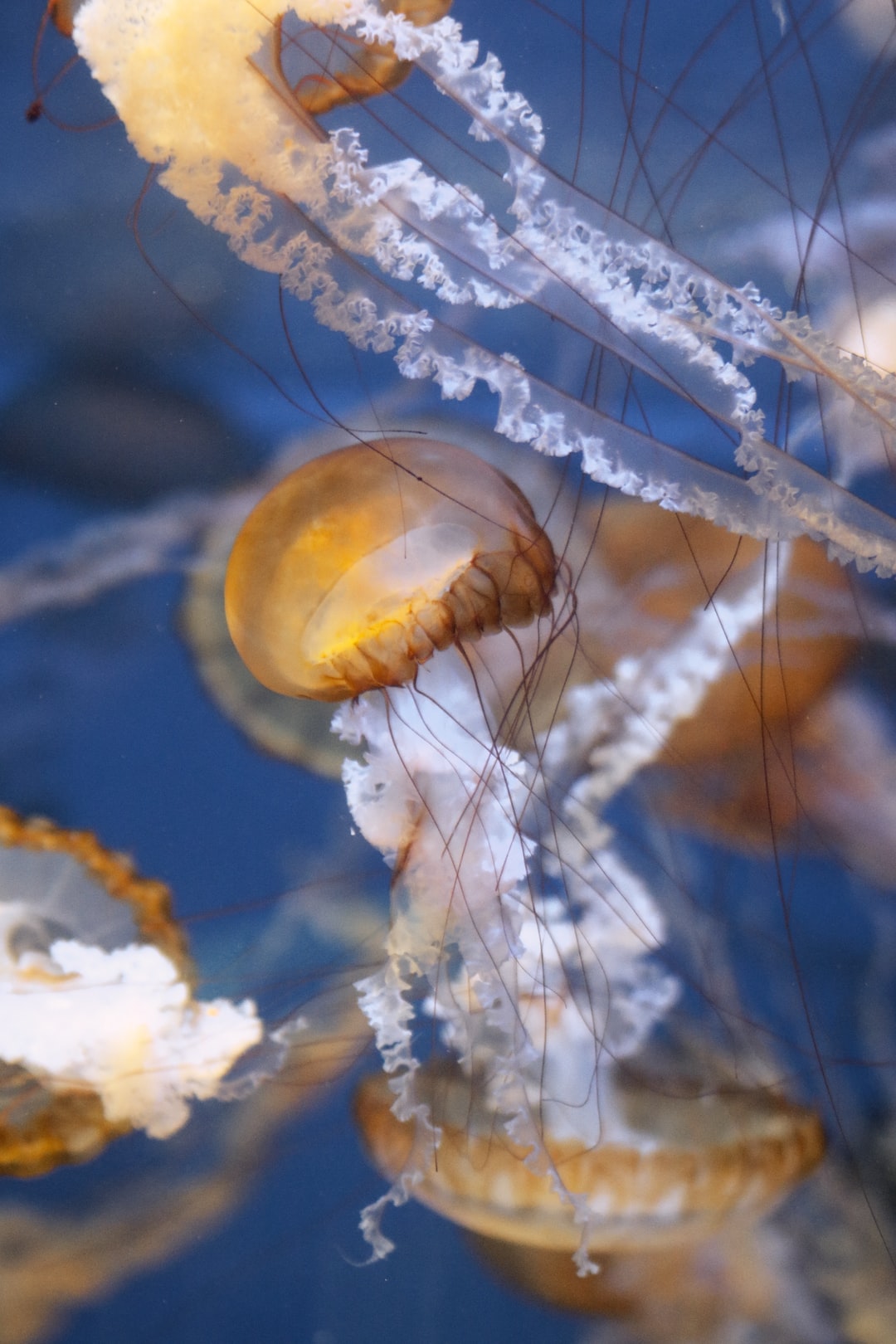 25 wichtige Fragen zu Wie Esse Ich Oktopus?