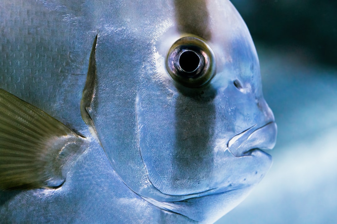 25 wichtige Fragen zu Ist Ein Uv Klärer Im Aquarium Sinnvoll?