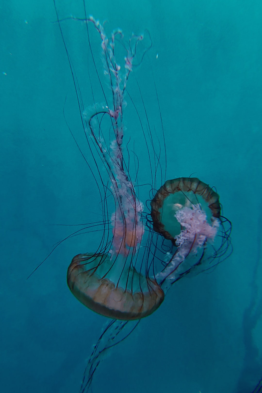 25 wichtige Fragen zu Was Ist Das Größte Juwel Aquarium?
