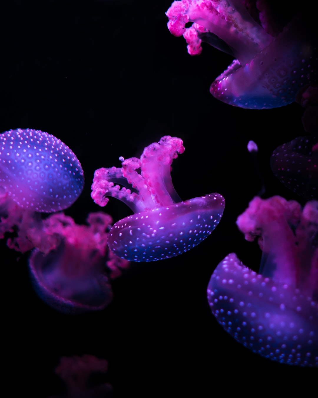 25 wichtige Fragen zu Wie Schnell Vermehren Sich Schnecken Im Aquarium?