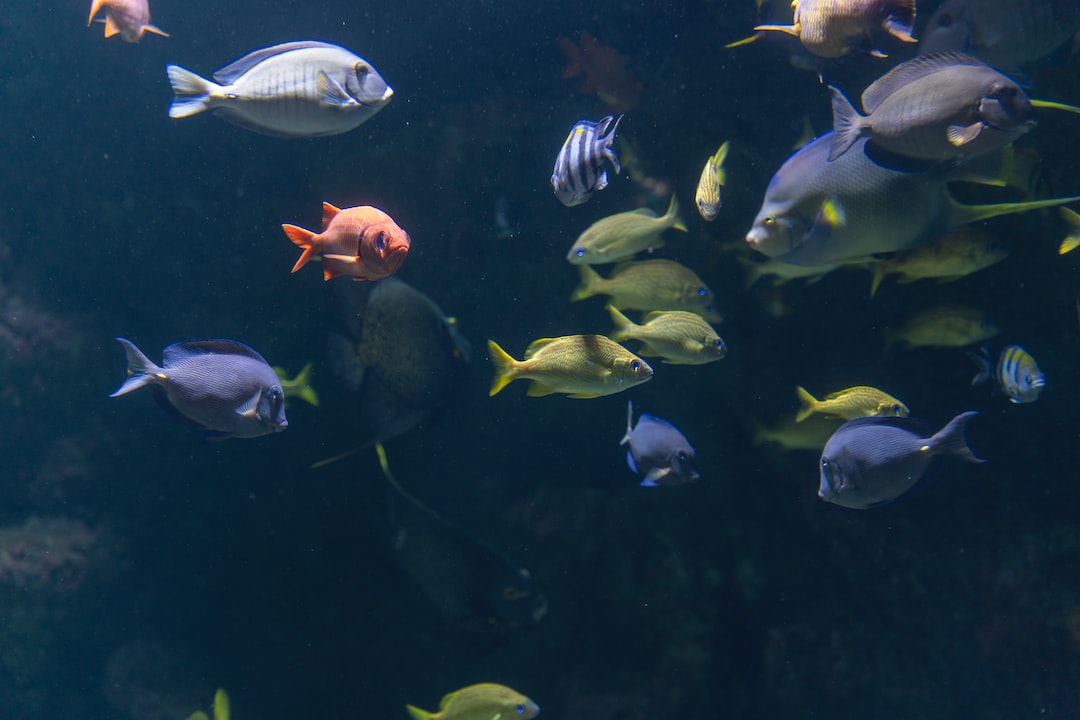 Aquarium Süßwasser Fische