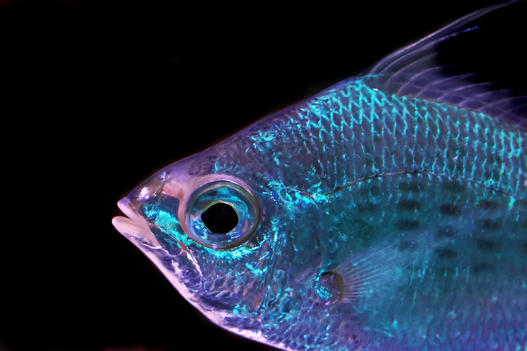 25 wichtige Fragen zu Led Leuchtstoffröhre Aquarium