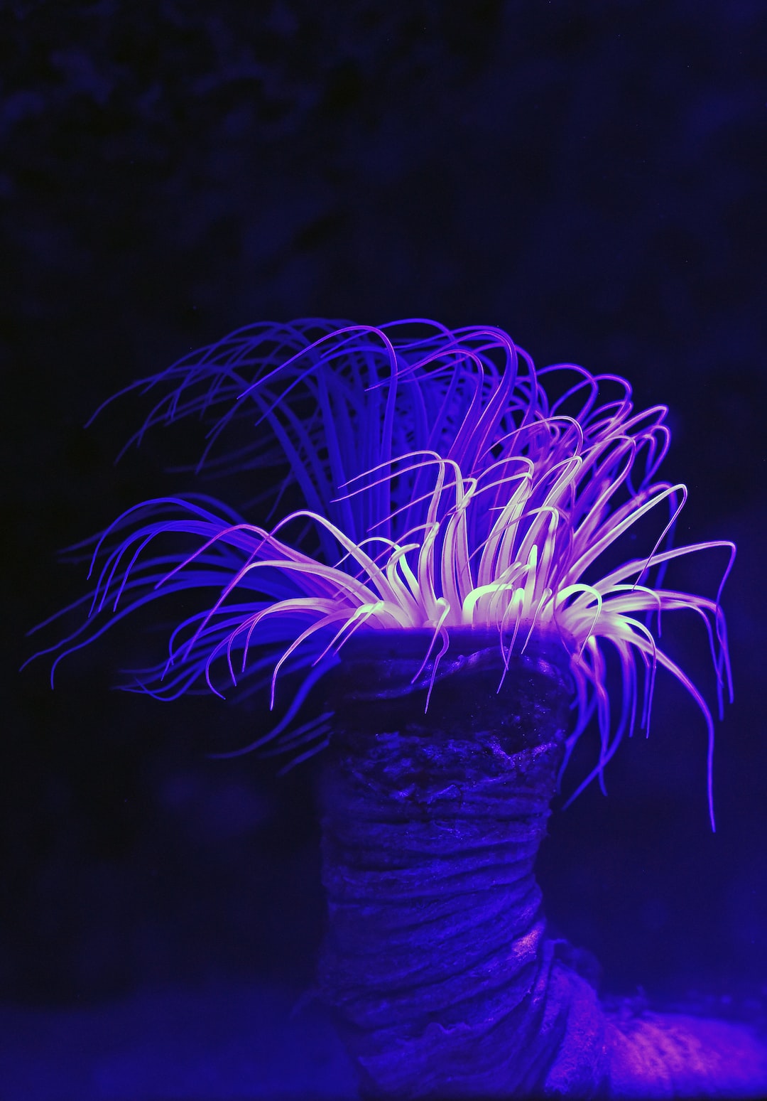 25 wichtige Fragen zu Warum Blaulicht Im Aquarium?