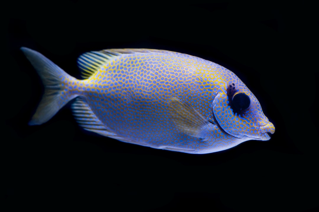 25 wichtige Fragen zu Was Passiert Wenn Man Zu Viele Fische Im Aquarium Hat?