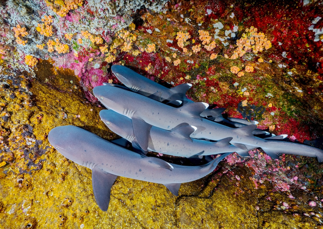 25 wichtige Fragen zu Fischarten Süßwasser Aquarium