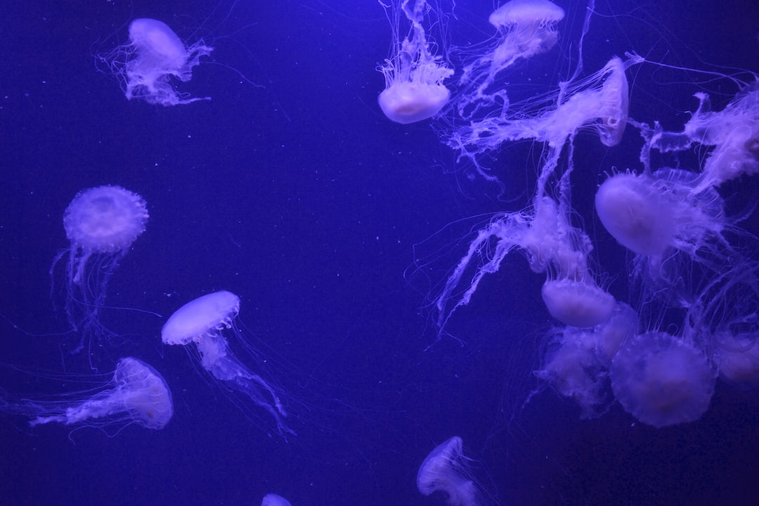 25 wichtige Fragen zu Süsswasserkrabben Aquarium