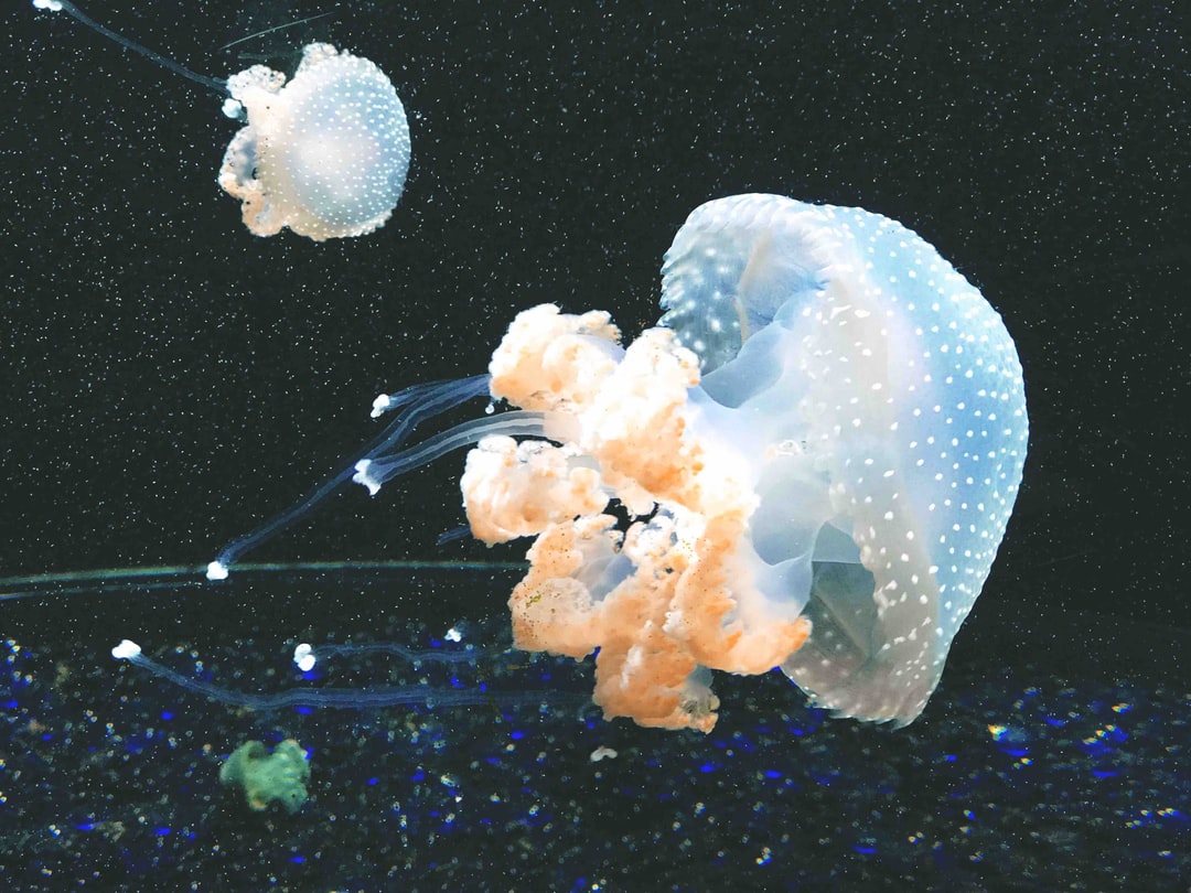25 wichtige Fragen zu How Big Should A Aquarium Sump Be?