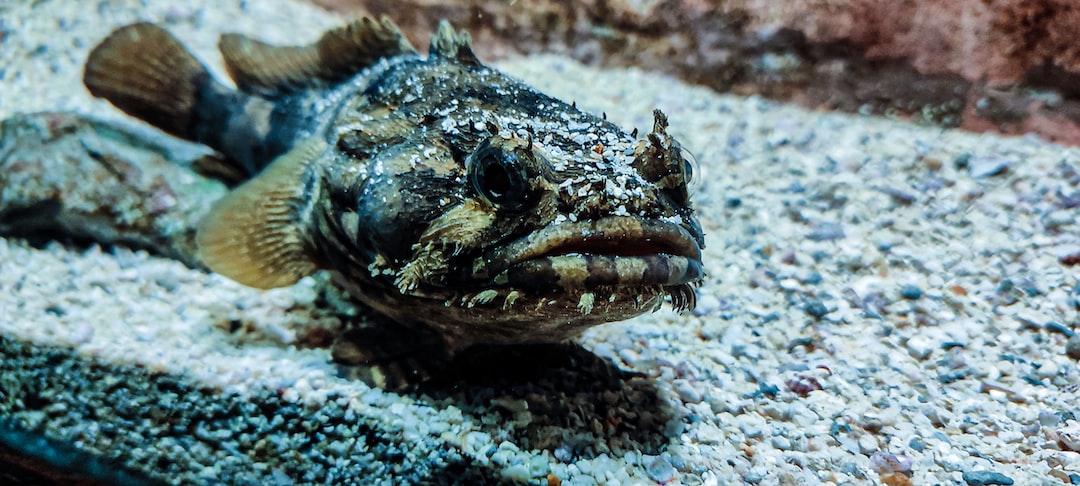 25 wichtige Fragen zu Sprudelstein Aquarium Wie Lange Anlassen