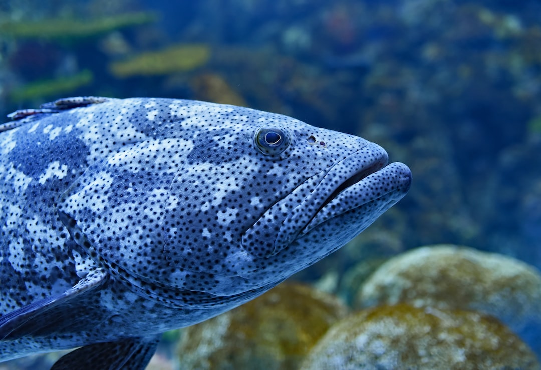25 wichtige Fragen zu Welche Fische Kann Man In Einem 10l Aquarium Halten?