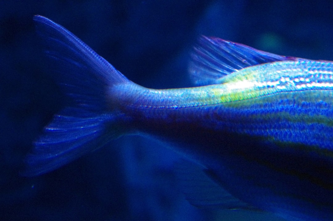 25 wichtige Fragen zu Welches Farbspektrum Für Aquarium?