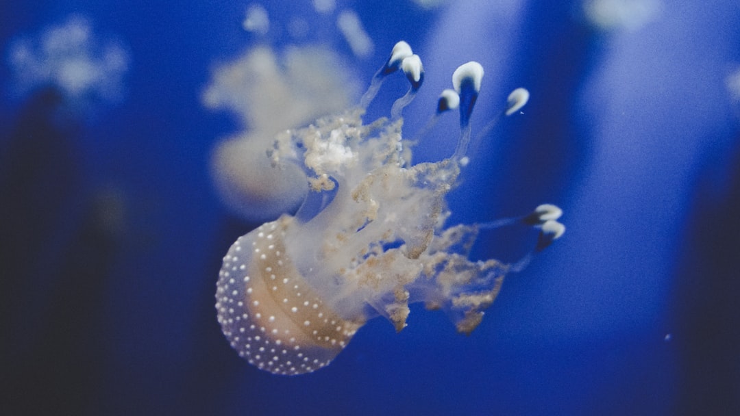 25 wichtige Fragen zu Blaualgen Im Aquarium Bekämpfen