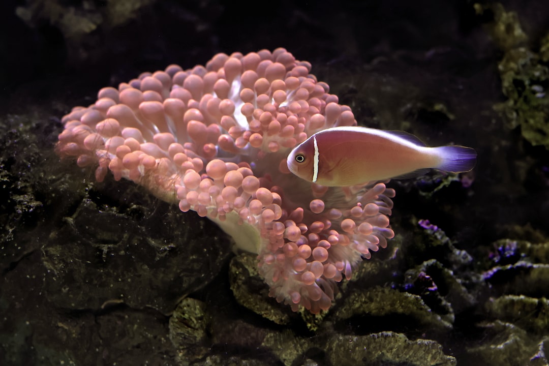 25 wichtige Fragen zu Aquarium Halten
