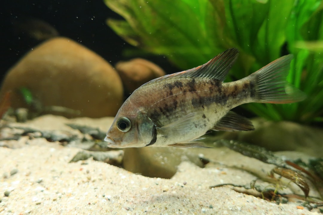 25 wichtige Fragen zu Aquarium Shrimp Tank Mates