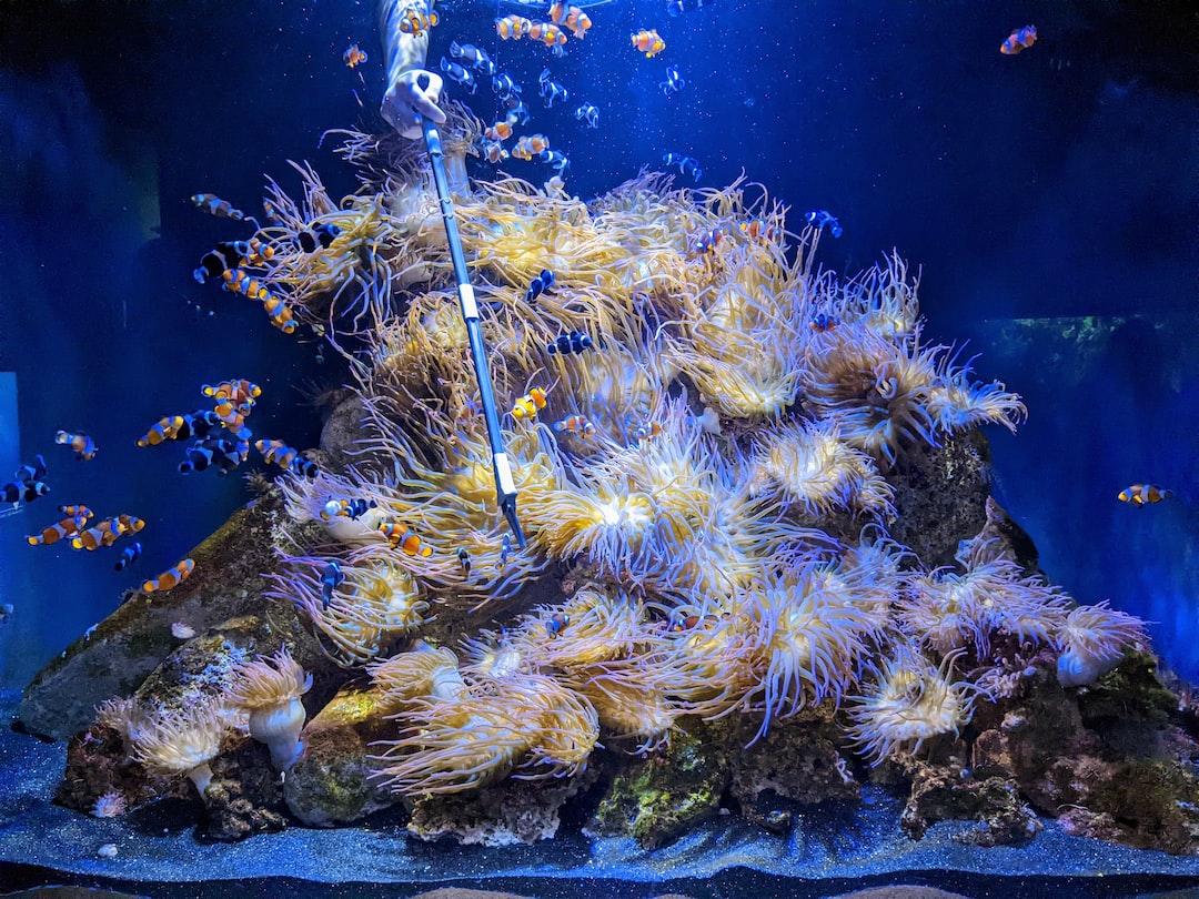 Koralle Aquarium