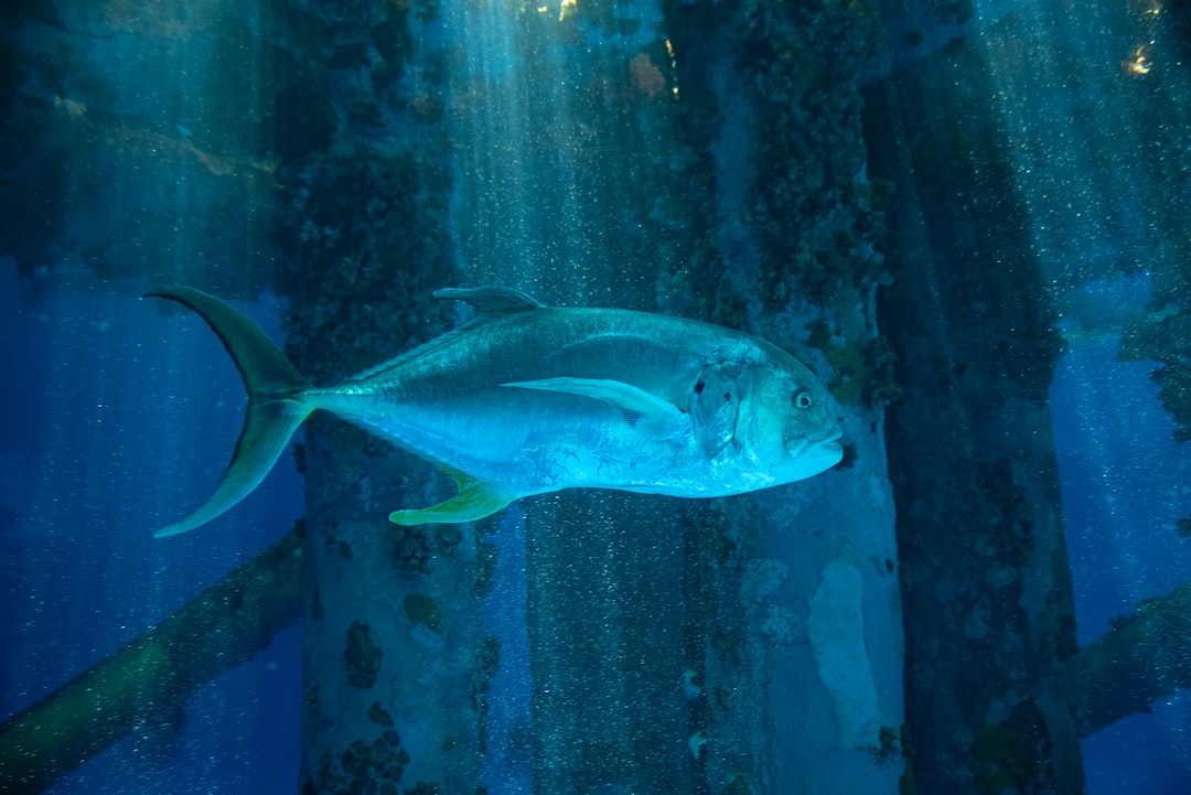 25 wichtige Fragen zu Süßwasser Kugelfisch Aquarium