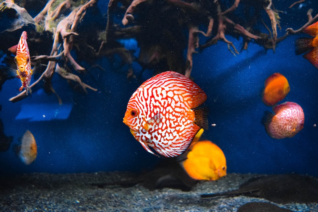 25 wichtige Fragen zu Welche Fische Passen In Ein 200l Aquarium?