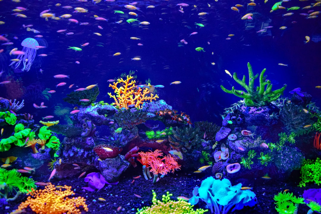 Aquarium Zubehör Fische