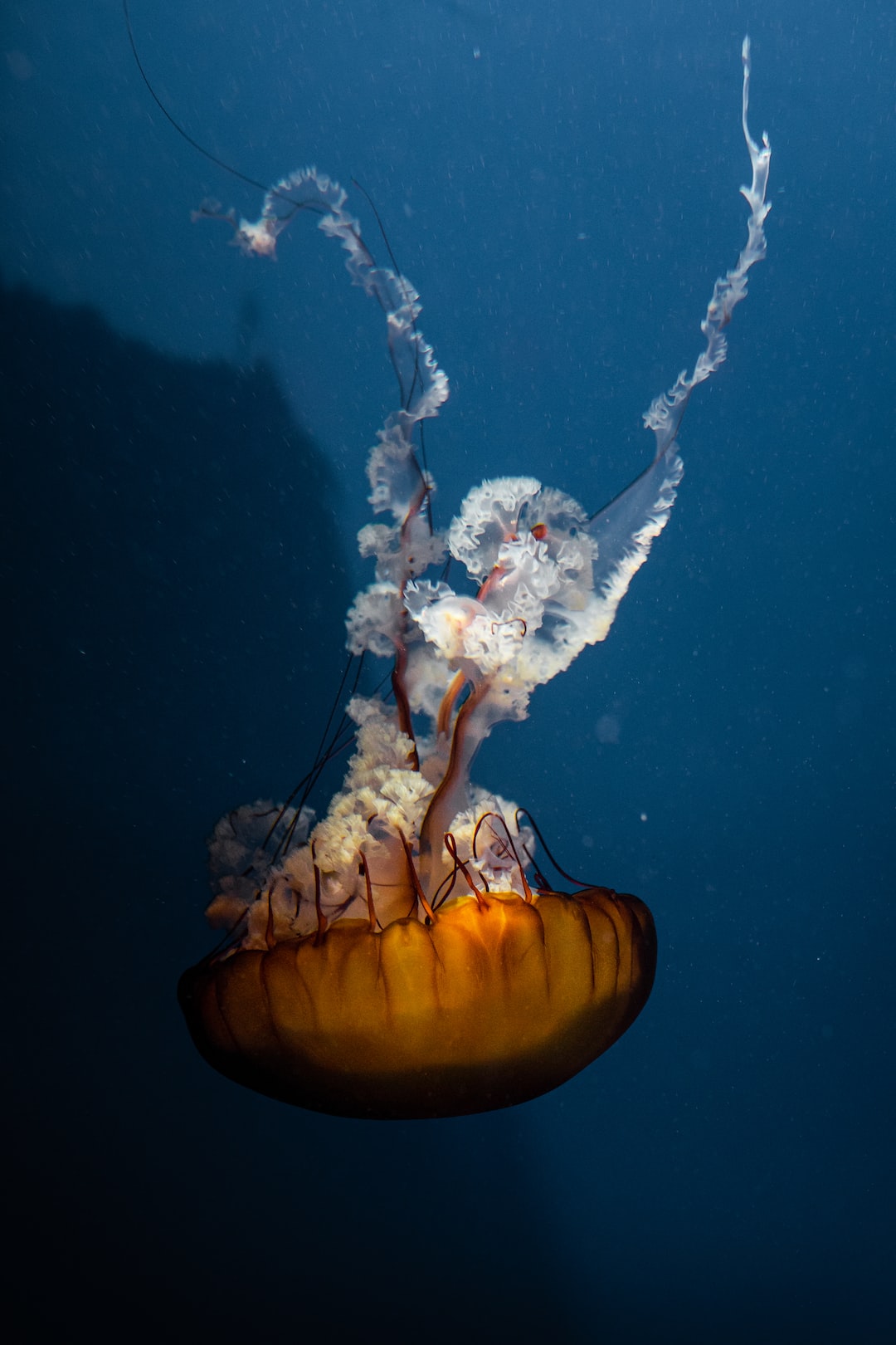 25 wichtige Fragen zu Led Lampe Für Aquarium
