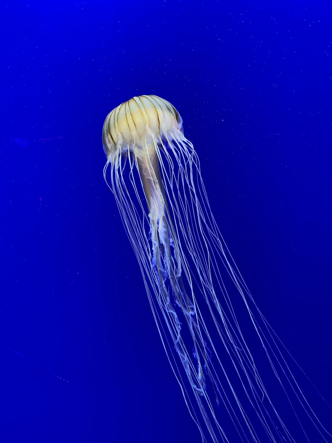 25 wichtige Fragen zu Wie Oft Aquarium Filter Reinigen