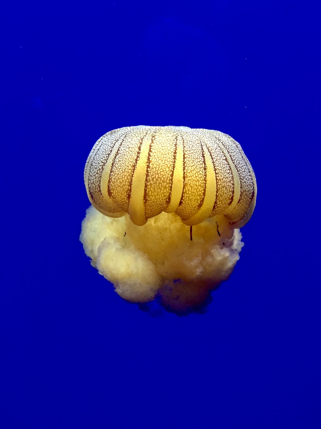 25 wichtige Fragen zu Wer Frisst Fadenwürmer Im Aquarium?