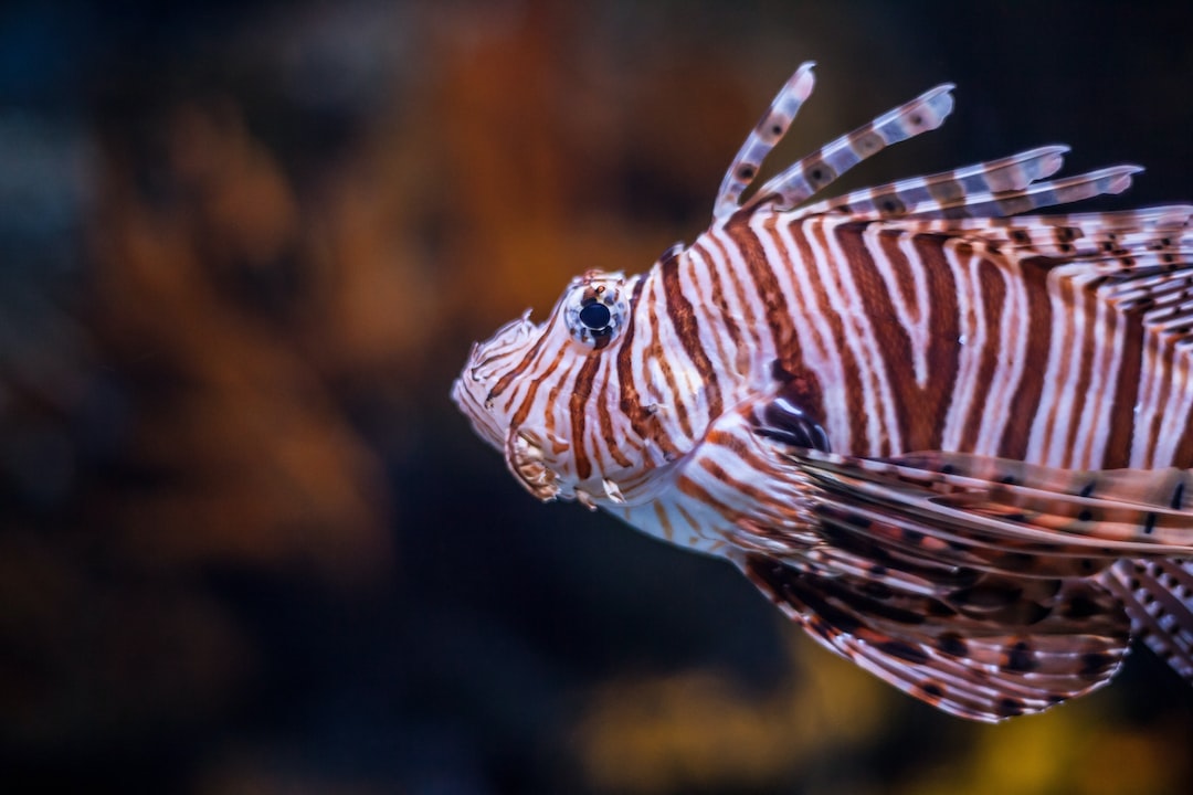 25 wichtige Fragen zu Aquarium Außenpumpen