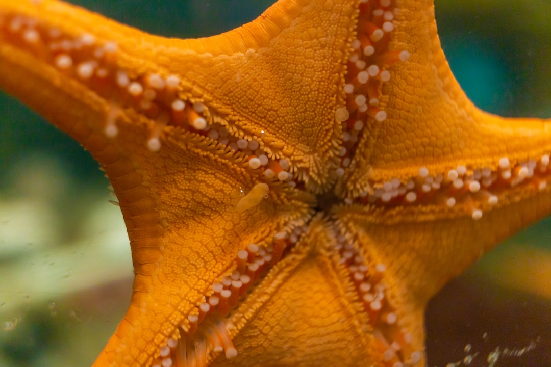 25 wichtige Fragen zu Aquarium Pflanzen Ohne Co2
