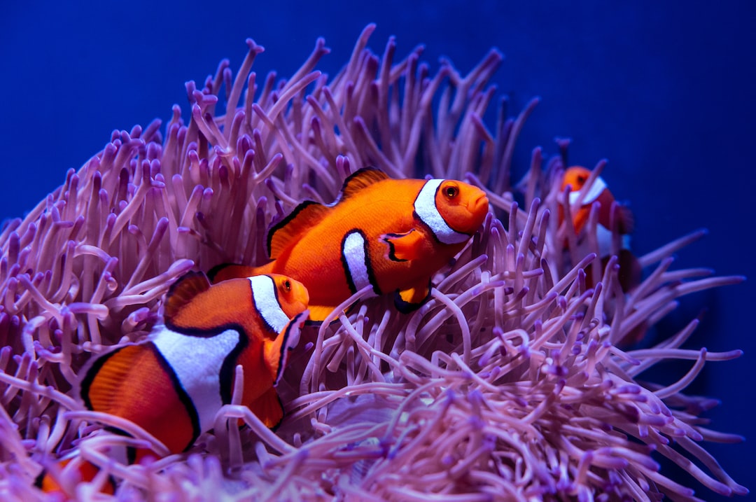 25 wichtige Fragen zu Moderne Aquarium